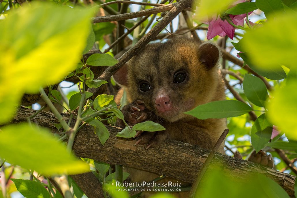 Reserva De La Bi Sfera Sierra Gorda Planeta Carbono Neutral