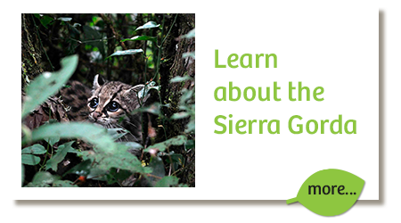 learn-about-the-sierra-gorda